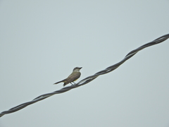 Tyrannus albogularis