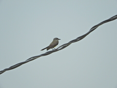 Tyrannus albogularis