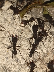 Acromyrmex lundii