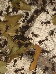 Acromyrmex lundii