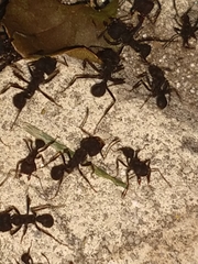 Acromyrmex lundii