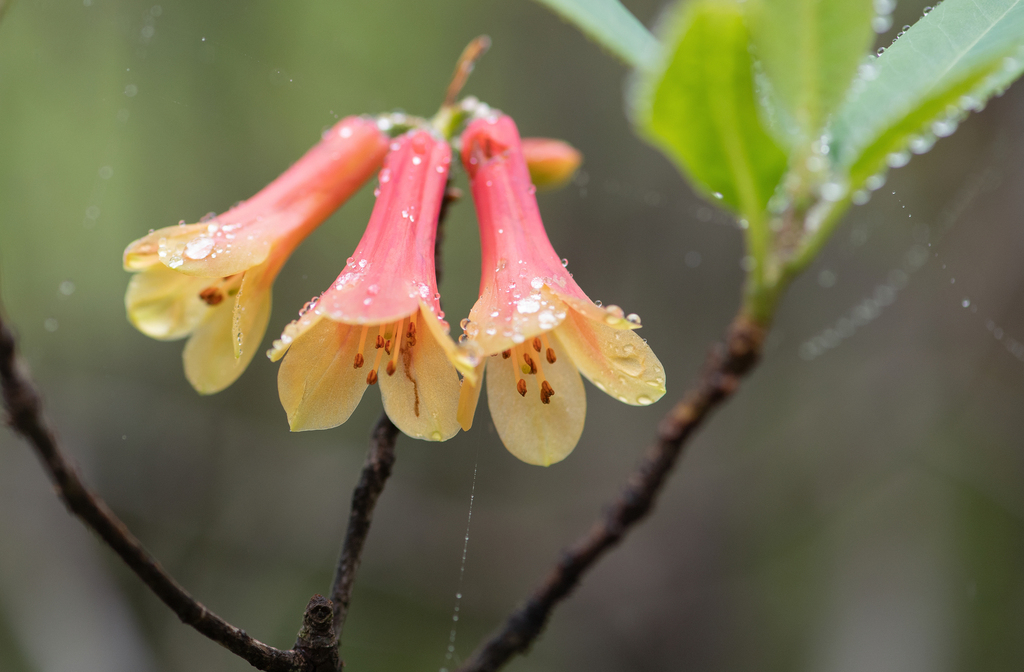 Rhododendron cinnabarinum; photograph Morten Ross, CC BY, iNaturalist via GBIF