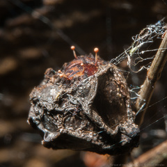 Nectria pseudotrichia