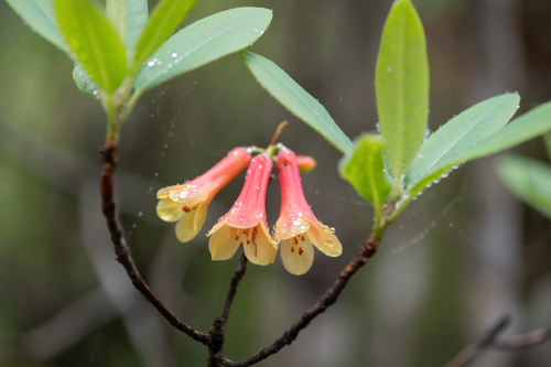 Rhododendron cinnabarinum, photograph 1