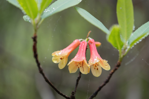 Rhododendron cinnabarinum, photograph 2