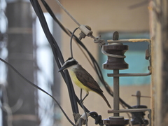 Pitangus sulphuratus
