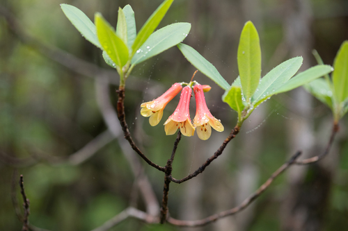 Rhododendron cinnabarinum, photograph 3