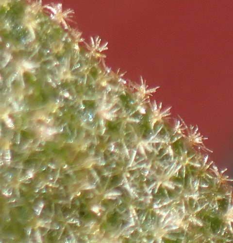 Image of Hermannia salviifolia by (c) Nicola van Berkel, some rights reserved (CC BY-SA)