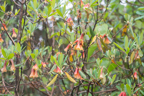 Rhododendron cinnabarinum, photograph 4