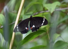Papilio aegeus aegeus