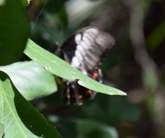 Papilio aegeus aegeus