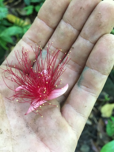 Barringtonia samoensis, photograph 1