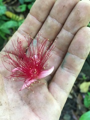 Barringtonia samoensis, photograph (c) Ben Hayden, some rights reserved (CC BY)
