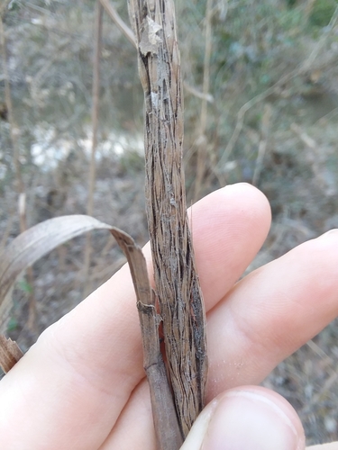 Image of Erianthus strictus by (c) Will McFarland, some rights reserved (CC BY)