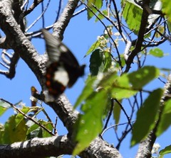 Papilio aegeus aegeus