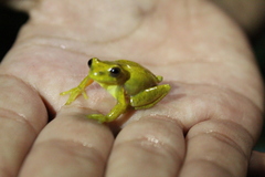Dendropsophus carnifex