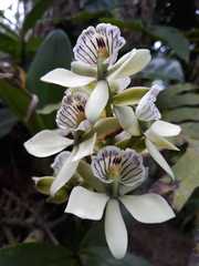 Prosthechea radiata