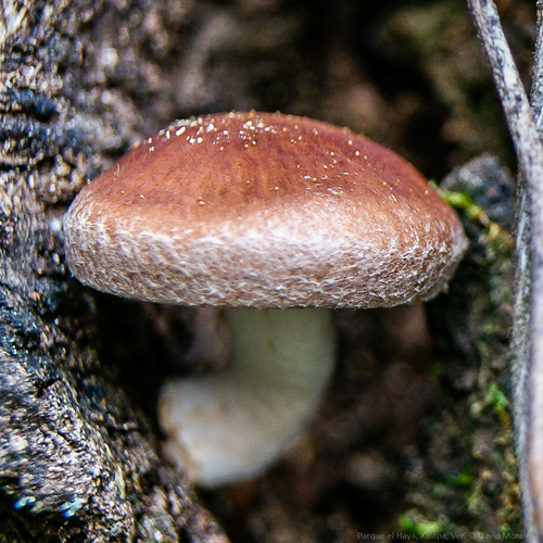 Lentinula boryana