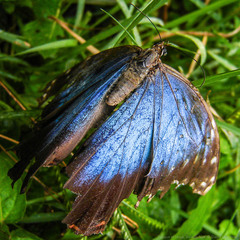 Morpho helenor montezuma