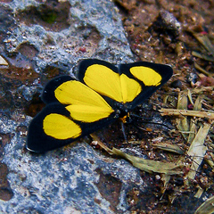Cyllopoda jatropharia