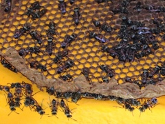 Metapolybia