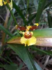 Oncidium sphacelatum