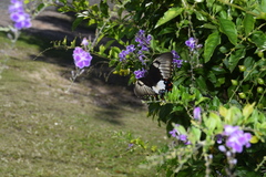 Papilio aegeus aegeus