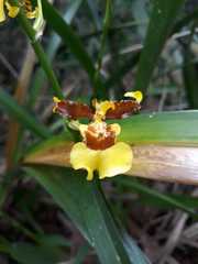 Oncidium sphacelatum
