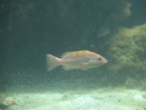 Yellowmouth grouper
