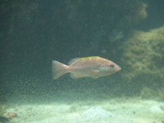 Yellowmouth grouper