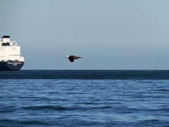 Leucophaeus modestus