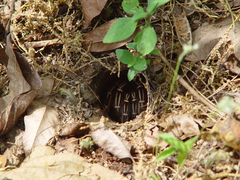 Aphonopelma seemanni