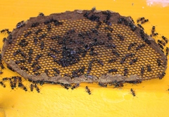Metapolybia