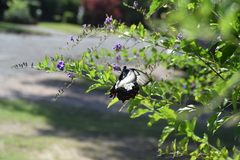 Papilio aegeus aegeus