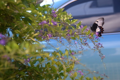 Papilio aegeus aegeus