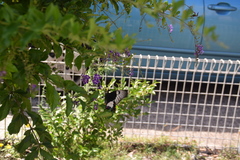 Papilio aegeus aegeus