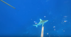 Carcharhinus plumbeus