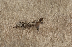Leptailurus serval lipostictus