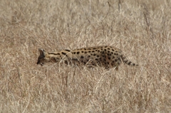 Leptailurus serval lipostictus