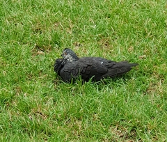 Columba livia domestica