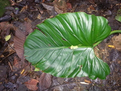 Philodendron thalassicum