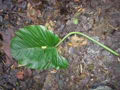 Philodendron thalassicum