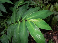 Dichorisandra amabilis