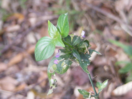 Dicliptera chinensis