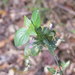 Dicliptera roxburghiana - Photo (c) 利承拔, algunos derechos reservados (CC BY-NC), subido por 利承拔