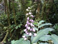 Dichorisandra amabilis