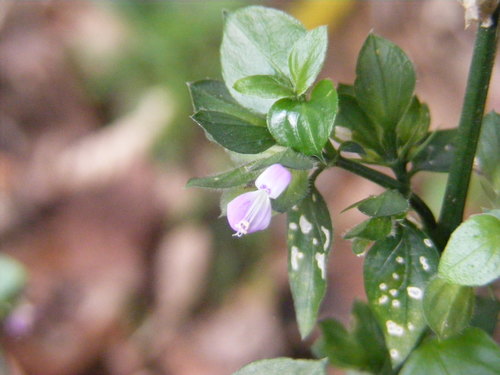 Dicliptera chinensis