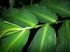 Dichorisandra amabilis