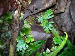 Selaginella willdenowii