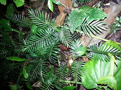 Chamaedorea brachyclada